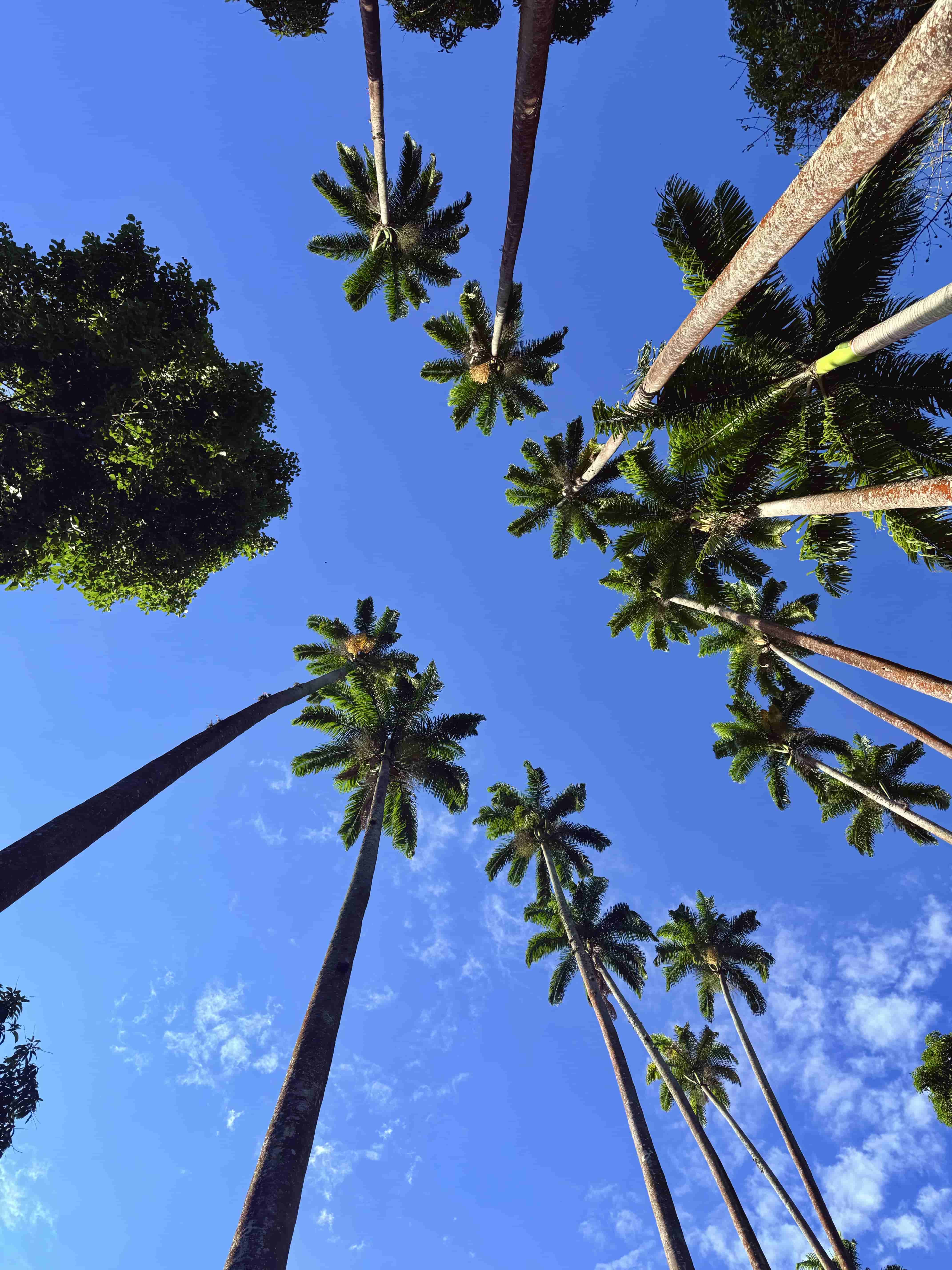 Palm trees against blue sky